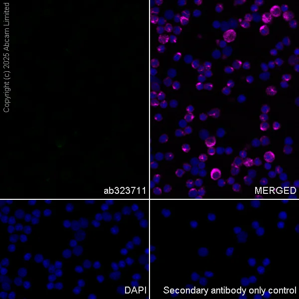 Immunocytochemistry/ Immunofluorescence - Anti-SCRN1 antibody [EPR29587-538] - BSA and Azide free (AB326078)