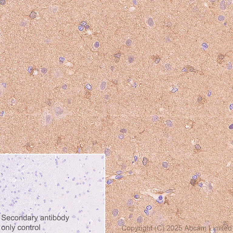 Immunohistochemistry (Formalin/PFA-fixed paraffin-embedded sections) - Anti-SCRN1 antibody [EPR29587-538] - BSA and Azide free (AB326078)