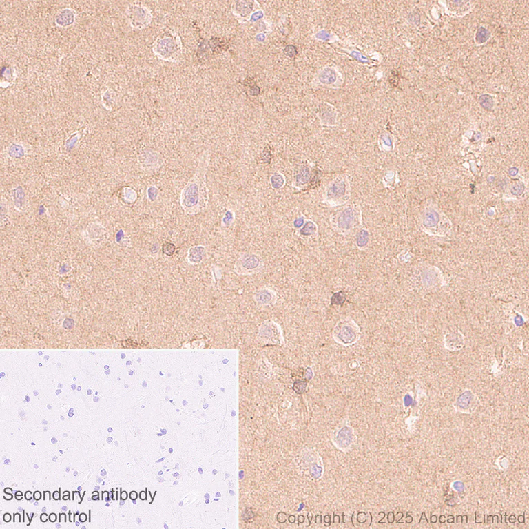 Immunohistochemistry (Formalin/PFA-fixed paraffin-embedded sections) - Anti-SCRN1 antibody [EPR29587-538] - BSA and Azide free (AB326078)