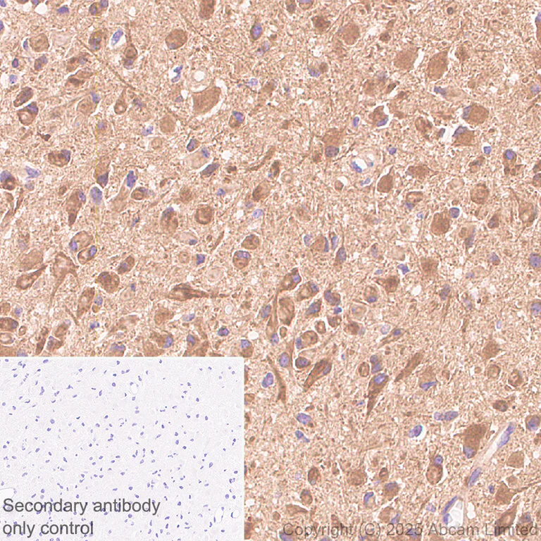 Immunohistochemistry (Formalin/PFA-fixed paraffin-embedded sections) - Anti-SCRN1 antibody [EPR29587-538] - BSA and Azide free (AB326078)