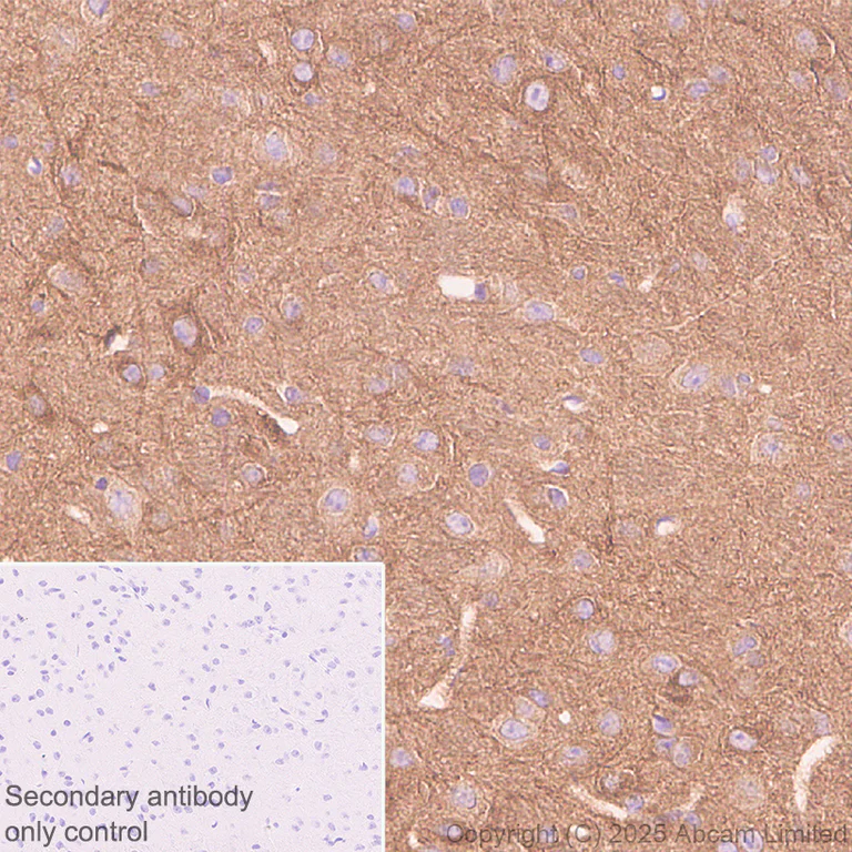 Immunohistochemistry (Formalin/PFA-fixed paraffin-embedded sections) - Anti-SCRN1 antibody [EPR29587-538] - BSA and Azide free (AB326078)