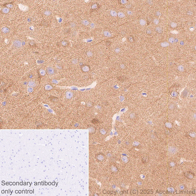 Immunohistochemistry (Formalin/PFA-fixed paraffin-embedded sections) - Anti-SCRN1 antibody [EPR29587-538] - BSA and Azide free (AB326078)