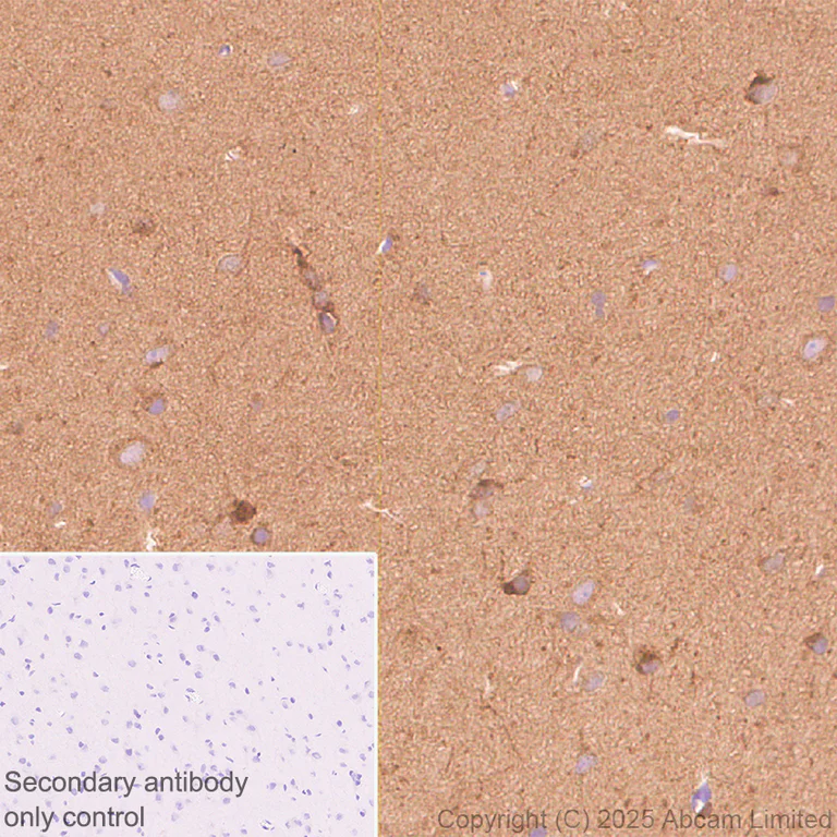 Immunohistochemistry (Formalin/PFA-fixed paraffin-embedded sections) - Anti-SCRN1 antibody [EPR29587-538] - BSA and Azide free (AB326078)