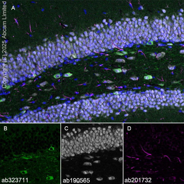 Immunohistochemistry (Frozen sections) - Anti-SCRN1 antibody [EPR29587-538] - BSA and Azide free (AB326078)