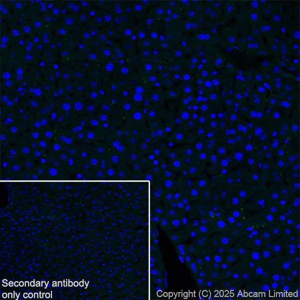 Immunohistochemistry (Frozen sections) - Anti-SCRN1 antibody [EPR29587-538] - BSA and Azide free (AB326078)