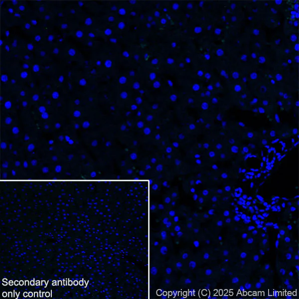 Immunohistochemistry (Frozen sections) - Anti-SCRN1 antibody [EPR29587-538] - BSA and Azide free (AB326078)