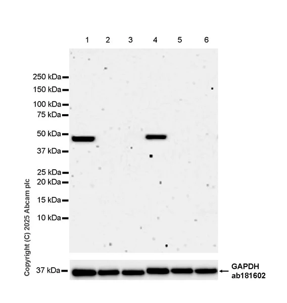 Western blot - Anti-SCRN1 antibody [EPR29587-538] - BSA and Azide free (AB326078)