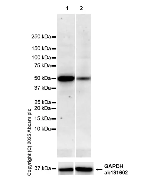 Western blot - Anti-SCRN1 antibody [EPR29587-538] - BSA and Azide free (AB326078)