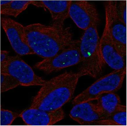 Immunocytochemistry/ Immunofluorescence - Anti-SCRT1 antibody (AB126331)