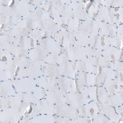 Immunohistochemistry (Formalin/PFA-fixed paraffin-embedded sections) - Anti-SCRT1 antibody (AB126331)