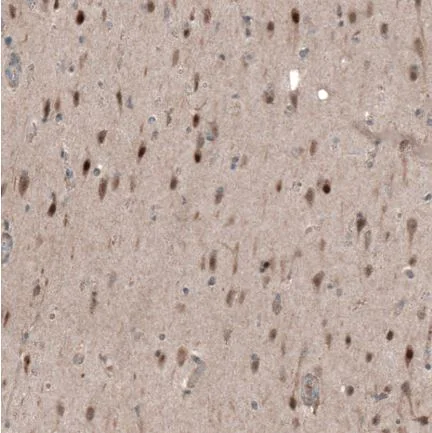 Immunohistochemistry (Formalin/PFA-fixed paraffin-embedded sections) - Anti-SCRT1 antibody (AB126331)