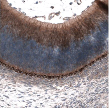Immunohistochemistry (Formalin/PFA-fixed paraffin-embedded sections) - Anti-SCRT1 antibody (AB126331)