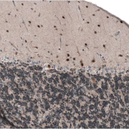 Immunohistochemistry (Formalin/PFA-fixed paraffin-embedded sections) - Anti-SCRT1 antibody (AB126331)