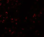 Immunocytochemistry - Anti-SCUBE1 antibody (AB105358)