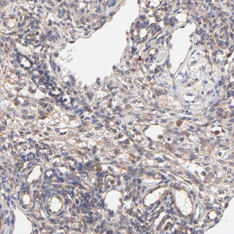 Immunohistochemistry (Formalin/PFA-fixed paraffin-embedded sections) - Anti-SCUBE1 antibody (AB251667)