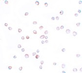 Immunocytochemistry/ Immunofluorescence - Anti-SCUBE2 antibody (AB105378)