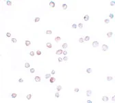 Immunocytochemistry/ Immunofluorescence - Anti-SCUBE2 antibody (AB105378)