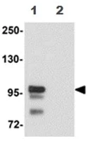 Western blot - Anti-SCUBE2 antibody (AB105378)