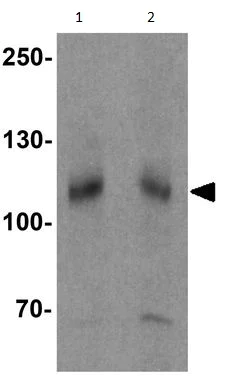 Western blot - Anti-SCUBE3 antibody (AB189955)