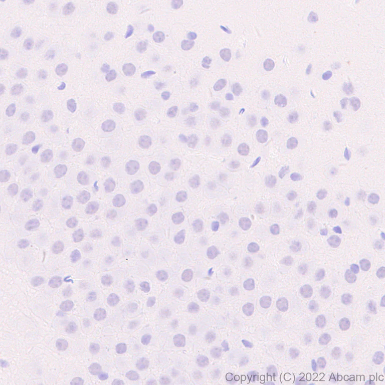Immunohistochemistry (Formalin/PFA-fixed paraffin-embedded sections) - Anti-SCXA antibody [EPR26997-33] (AB307722)