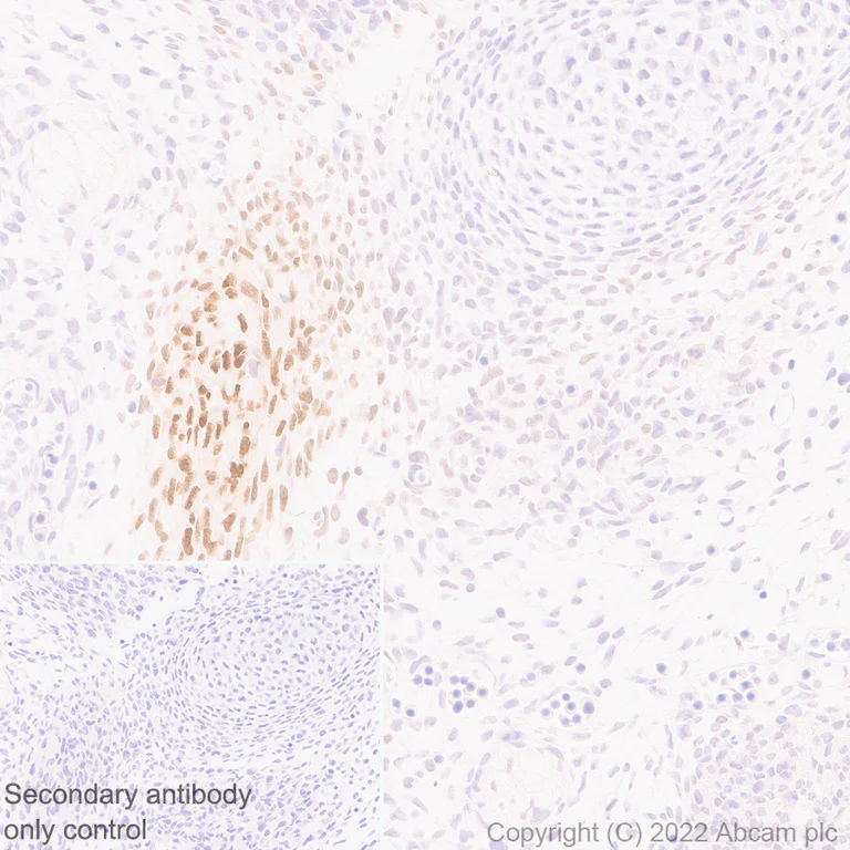 Immunohistochemistry (Formalin/PFA-fixed paraffin-embedded sections) - Anti-SCXA antibody [EPR26997-33] - BSA and Azide free (AB307723)