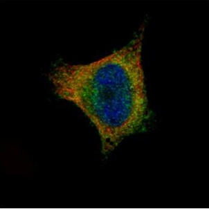 Immunocytochemistry/ Immunofluorescence - Anti-SCYL1 antibody (AB137639)