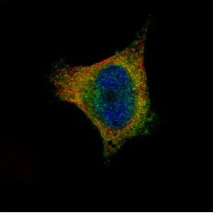 Immunocytochemistry/ Immunofluorescence - Anti-SCYL1 antibody (AB137639)
