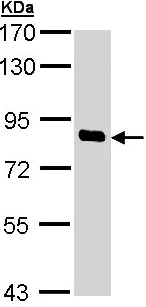 Western blot - Anti-SCYL1 antibody (AB137639)