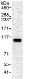 Immunoprecipitation - Anti-SCYL1 antibody (AB95074)