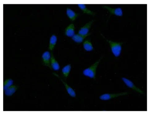 Immunocytochemistry/ Immunofluorescence - Anti-SCYL2 antibody (AB221195)