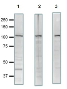 Western blot - Anti-SCYL2 antibody (AB221195)