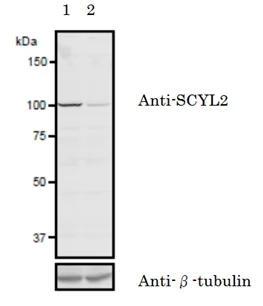 Western blot - Anti-SCYL2 antibody (AB221195)