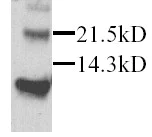 Western blot - Anti-SDF1 antibody (AB25117)