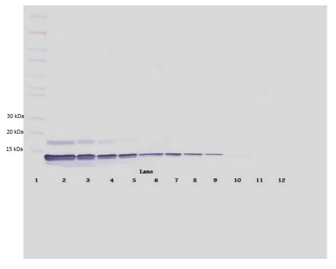 Western blot - Anti-SDF1 antibody (AB9797)