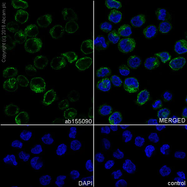 Immunocytochemistry/ Immunofluorescence - Anti-SDF1 antibody [EPR1216] - BSA and Azide free (AB271917)