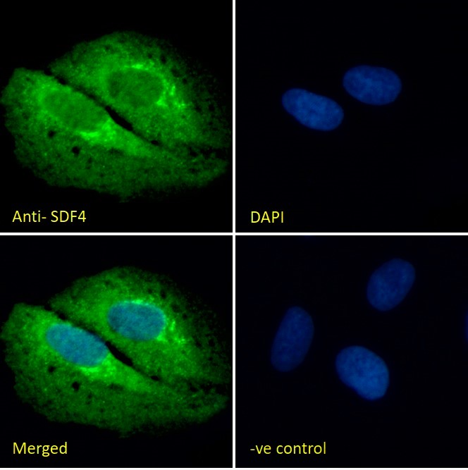 Immunocytochemistry/ Immunofluorescence - Anti-SDF4 antibody (AB113413), expandable thumbnail