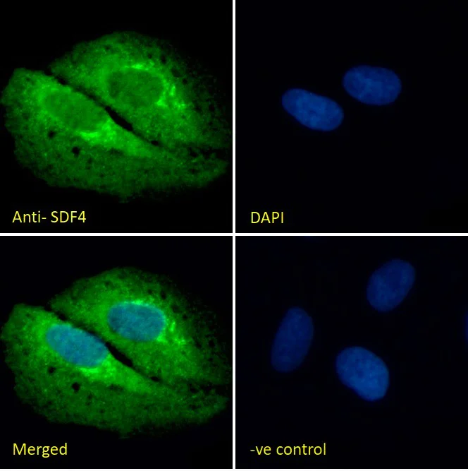 Immunocytochemistry/ Immunofluorescence - Anti-SDF4 antibody (AB113413)
