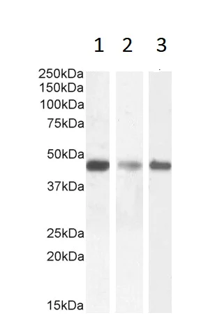 Western blot - Anti-SDF4 antibody (AB113413)