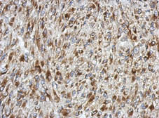 Immunohistochemistry (Formalin/PFA-fixed paraffin-embedded sections) - Anti-SDF4 antibody (AB154283), expandable thumbnail