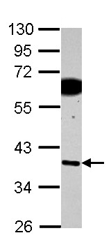 Western blot - Anti-SDF4 antibody (AB154283), expandable thumbnail