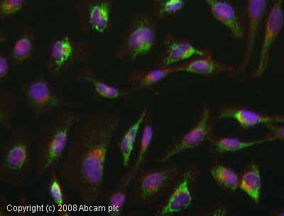 treha様1 CWM3S2555 セフG3ゴールドダブルマグ25 タジマツール(TJM