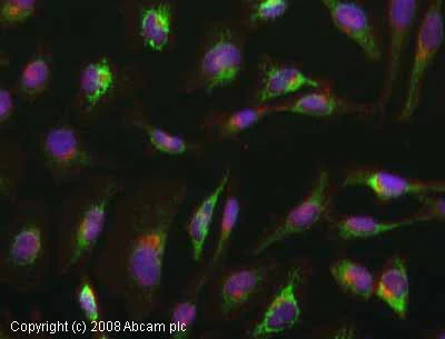 Immunocytochemistry - Anti-SDHA antibody [2E3GC12FB2AE2] (AB14715)