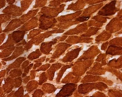 Immunohistochemistry (Frozen sections) - Anti-SDHA antibody [2E3GC12FB2AE2] (AB14715)