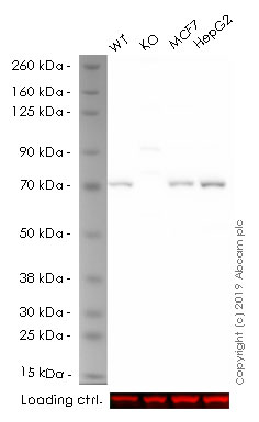 Western blot - Anti-SDHA antibody [2E3GC12FB2AE2] (AB14715)