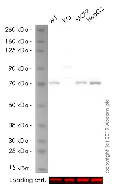 Western blot - Anti-SDHA antibody [2E3GC12FB2AE2] (AB14715)