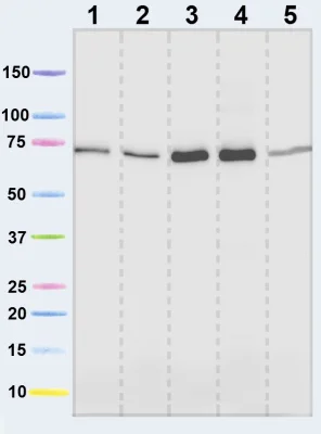 Western blot - Anti-SDHA antibody [2E3GC12FB2AE2] (AB14715)