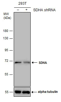 Western blot - Anti-SDHA antibody (AB137756)