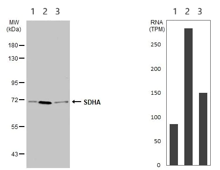 Western blot - Anti-SDHA antibody (AB137756)