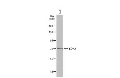Western blot - Anti-SDHA antibody (AB137756)