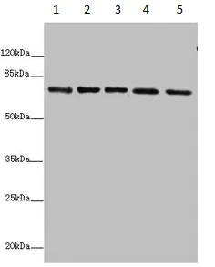 Western blot - Anti-SDHA antibody (AB235594)